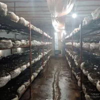 کمپوست قارچ کود باغ و گلخانه|خدمات باغبانی و درختکاری|گرگان, |دیوار