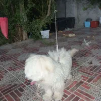 سگ شیتوز|سگ|شیراز, زرهی|دیوار