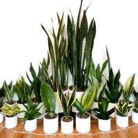 گلدان مهرنی