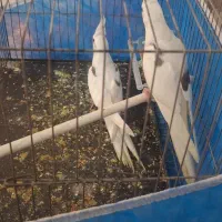 عروس هلندی آلبینو دوکت|پرنده|مرند, |دیوار