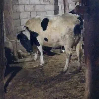 گاوشیری تازه زاشکم دوم|حیوانات مزرعه|قصابه, |دیوار