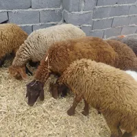 6عددگوسفندپنجمادهیکنرویکبزماده