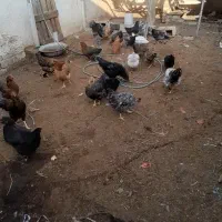 مرغ خروس رسمی تخمی|حیوانات مزرعه|ساوه, |دیوار