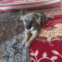 اشپیتز آلمانی