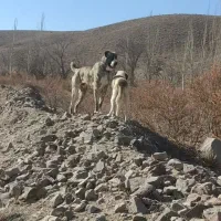 سگ نگهبان خراسان افغان 22ماهه