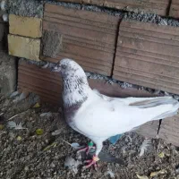 کبوتر کله زرد