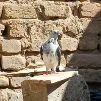 کبوتر|پرنده|گنبد کاووس, |دیوار
