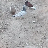 کفتر رنگی تهرانی المانی قاطی|پرنده|خاوران, |دیوار