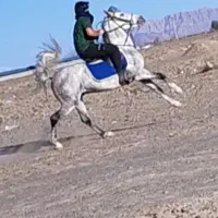 یک عدد اسب نریان