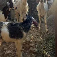 بز  با بز غاله|حیوانات مزرعه|جلین, |دیوار