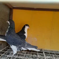 دو جفت کبوتر شهری ابپخش