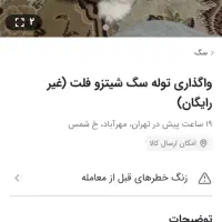 سگ شیتزو ماده|سگ|رشت, نامجو|دیوار