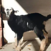 بزغاله شیری