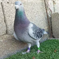 بتنبرگ نر خون خالص هزار نشسته|پرنده|برازجان, |دیوار