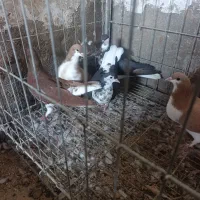 چند عدد کبوتر شهری