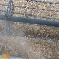 گندوم ابی پیشگام|عمده‌فروشی|مهاباد (آذربایجان غربی), |دیوار