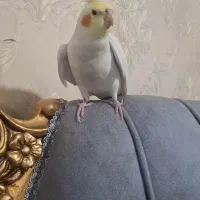 عروس هلندی|پرنده|الوند, |دیوار