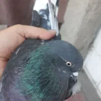 کفتر نر و ماده بالغ|پرنده|شهریار, شهرک بهاران (ویره)|دیوار