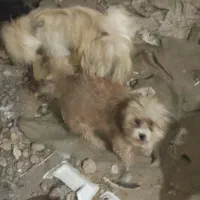 فعالیتهای اجتمایی سگهاپیداشده|حیوانات|سبزوار, ایزی شهر|دیوار