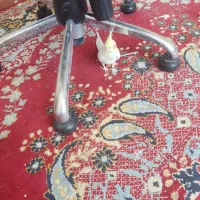 عروس هلندی