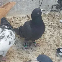 صید کلاغ دمسفید پرشی