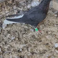 دم سفیده ماده|پرنده|حمیدیه, |دیوار