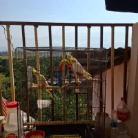 ۳عددعروس هلندی تازه دانه خور