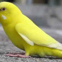 مرغ عشق گم کردم