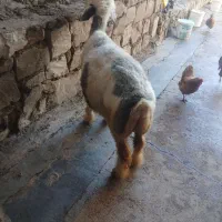 گوشت‌ میش