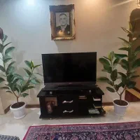 گلهای دیفن باخیا ،دیفن کاملیا، اگلونما ،فیکوس|گل و گیاه طبیعی|تهران, نیروی هوایی (پیروزی)|دیوار