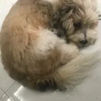 شیتزو تریر رایگان