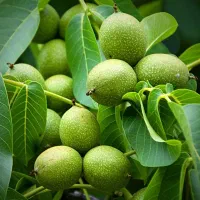 نهالستان بزرگ پالیز دارای مجوز جهاد کشاورزی