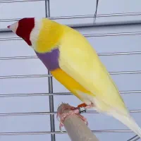 فنچ گلدین|پرنده|تبریز, |دیوار