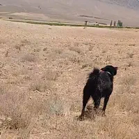 گمشده|حیوانات|خوانسار, |دیوار