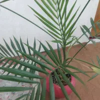 پتوس و انواع گیاهان اپارتمانی|گل و گیاه طبیعی|بندر ماهشهر, |دیوار