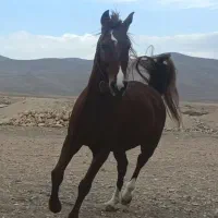 اسب نریون کرد