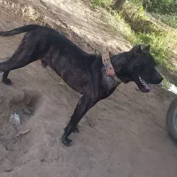 سگ پیتبول|سگ|میاندوآب, |دیوار