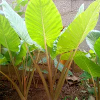 باباآدم‌تنه‌قرمز