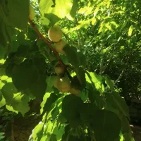 فروش باغ نقلی بوز ـخضرآباد|فروش خانه و ویلا|خضر آباد, |دیوار