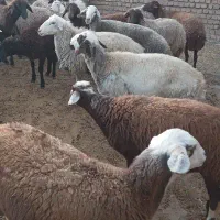 شیشک ۱۸ عدد میش ۱۶عدد قوچ ۲عدد