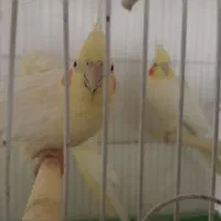 عروس هلندی چشم شرابی لوتینو