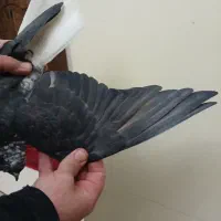 کفتر دم سفید پرشی (گرفتنی بلندی)|پرنده|تهران, جیحون|دیوار