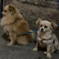 توله پامر عروسکی|سگ|بوکان, |دیوار