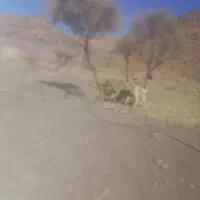 سگ سراب افغان