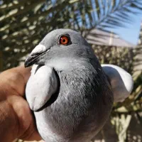 کبوتر سبز مسافتی پلاکی ماده|پرنده|کازرون, |دیوار