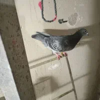 ماده پلاکی گرفتنی