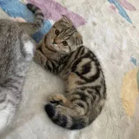 گربه اسکاتیش سه ماهه