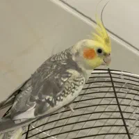 عروس هلندی|پرنده|شیراز, فاضل|دیوار