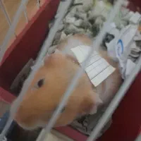 ۱۰ عدد همستر با پایین ترین قیمت