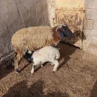 گوسفند مطفل